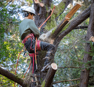 tree-triming-3